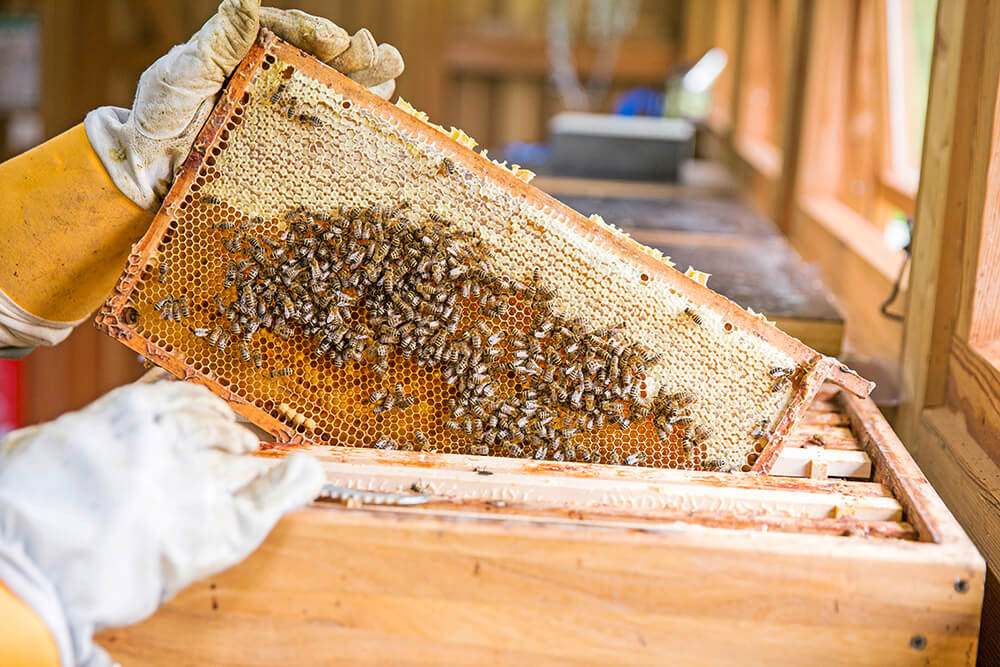 Bienen