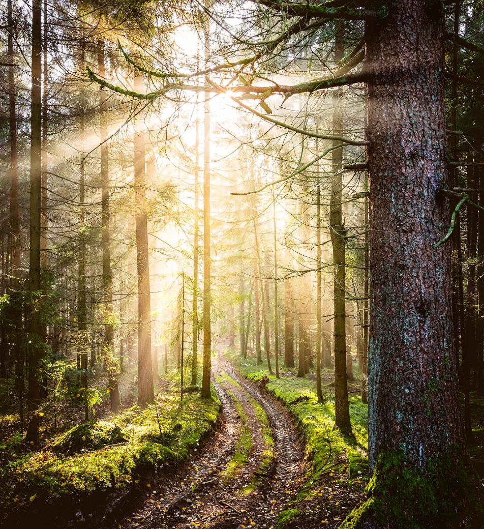 Wald
